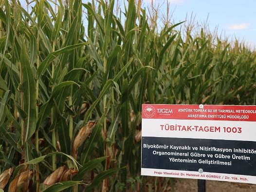 Zeytinyağı atığından yeni nesil gübre! Daha az kimyasalla aynı verim hedefleniyor