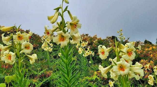 Yılda sadece 20 gün açıyor: Koparana yüz binlerce liralık ceza