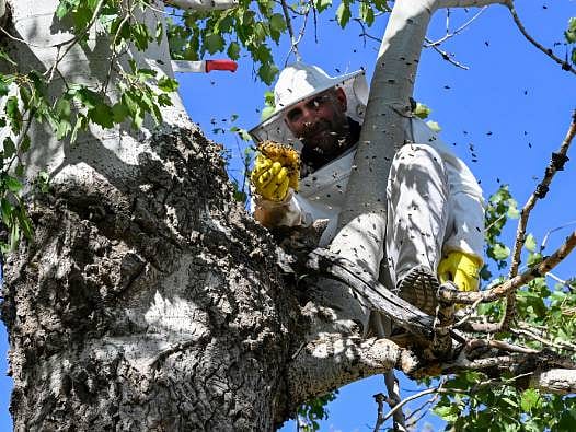 Kilometrelerce yol gidip izini sürüyorlar: Bir kovuktan en fazla 10 kilo çıkıyor