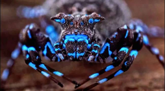 Düşmanını kandıran örümcekler ve UV ışığında parlayan canlılar bulundu