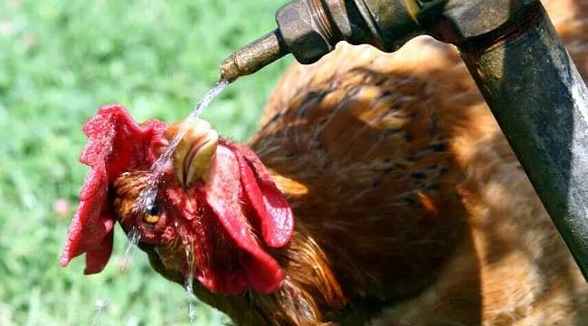 Aşırı sıcaklar Avrupa’yı vurdu: 6 bin ton kümes hayvanı telef oldu