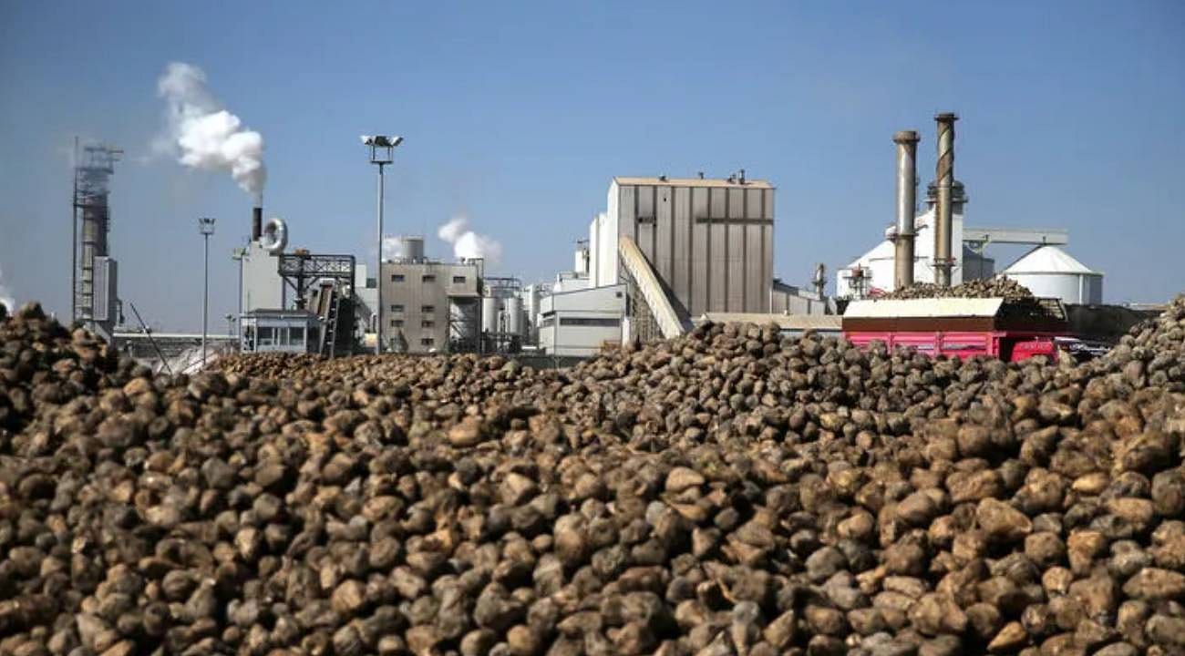 Pancar çiftçisinin avansları hesaplara geçti: Konya Şeker 664 milyon liralık ödeme yaptı