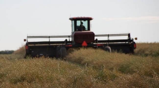 Buğdaya alternatif ekildi: Kanolada verim çiftçinin yüzünü güldürdü
