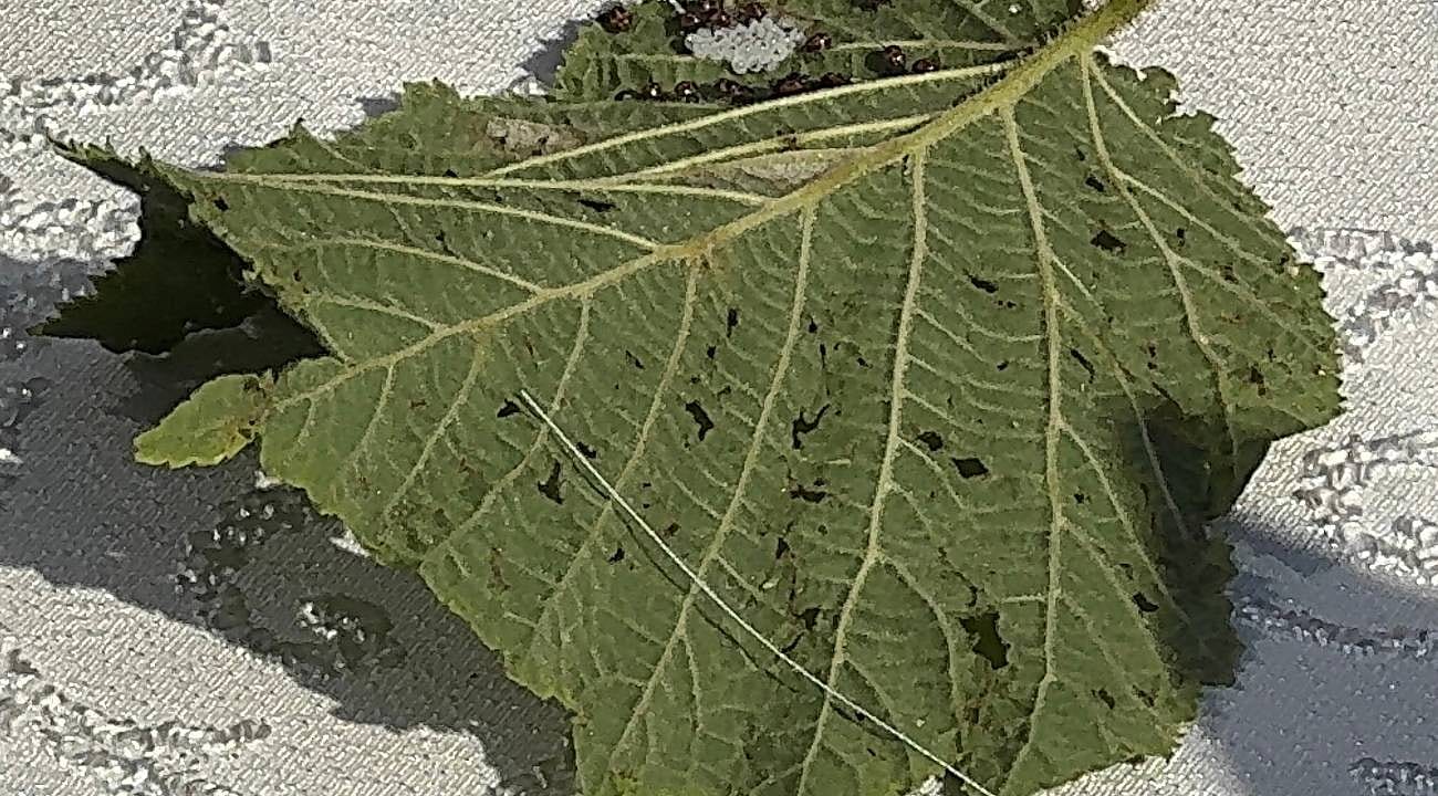 Fındık bahçelerinde kokarca alarmı: Samuray arıları doğaya salındı