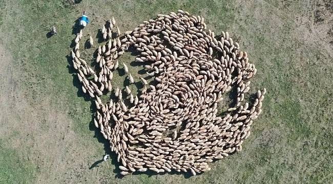 TİGEM'den üreticilere destek: 3 yılda 220 bin damızlık hayvan dağıtılacak