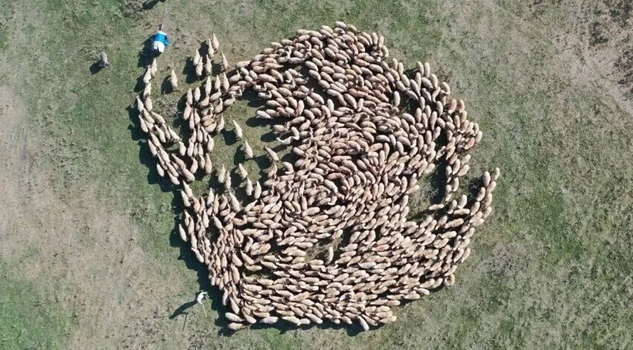 TİGEM'den üreticilere destek: 3 yılda 220 bin damızlık hayvan dağıtılacak