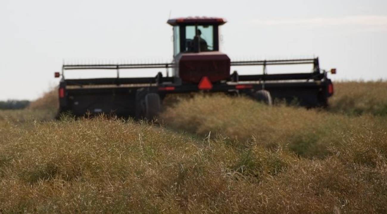 Buğdaya alternatif kanola: Söke'de deneme ekiminde verim yüksek
