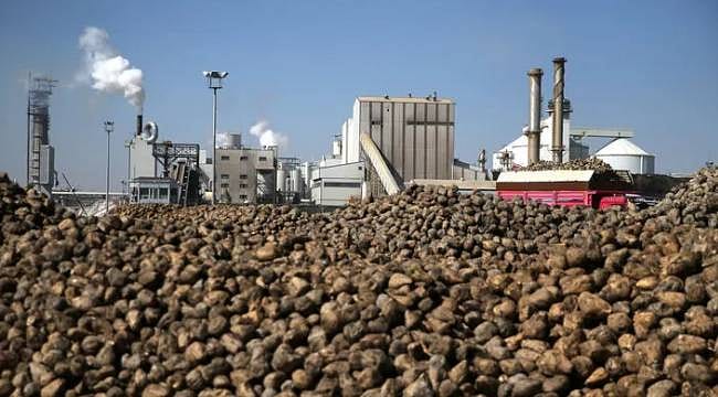 Pancar çiftçisinin avansları hesaplara geçti: Konya Şeker 664 milyon liralık ödeme yaptı
