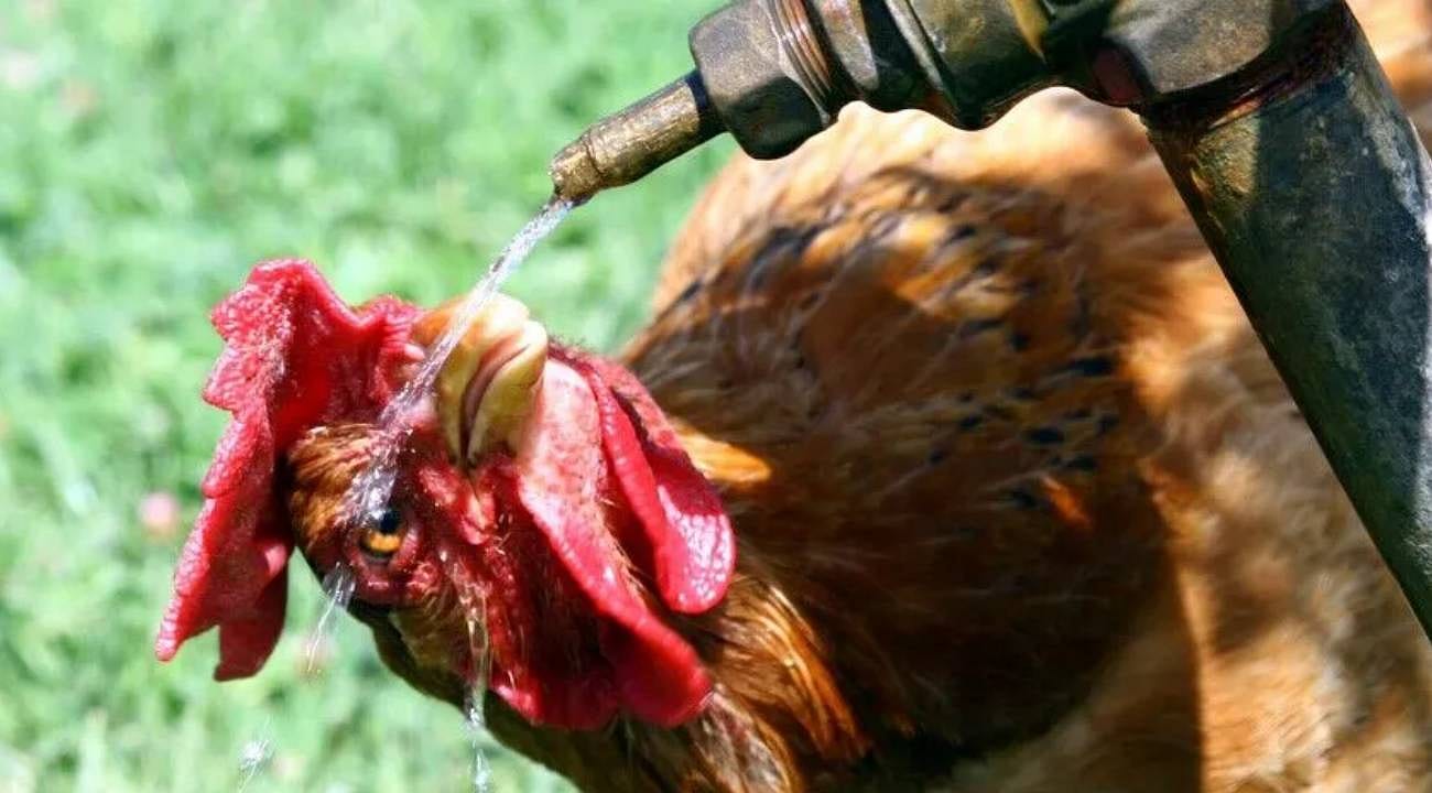 Aşırı sıcaklar Avrupa'yı vurdu: 6 bin ton kümes hayvanı telef oldu