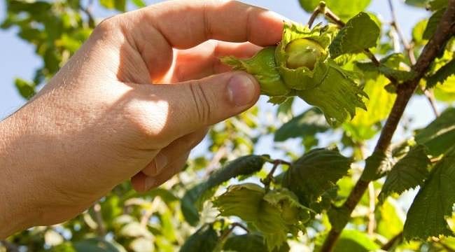 Fındık işçisinin yevmiyesi belli oldu: İşte 2026 ücretleri ve çalışma saatleri