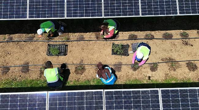 Güneş enerjisi ile çifte kazanç modeli: Hem elektrik hem aromatik bitki üretilecek