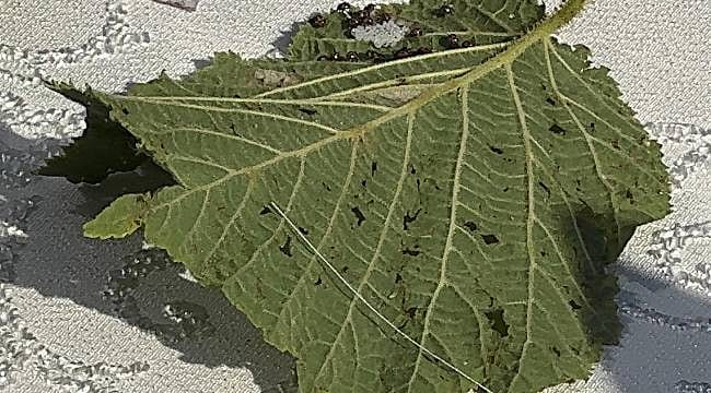 Fındık bahçelerinde kokarca alarmı: Samuray arıları doğaya salındı