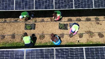 Güneş enerjisi ile çifte kazanç modeli: Hem elektrik hem aromatik bitki üretilecek