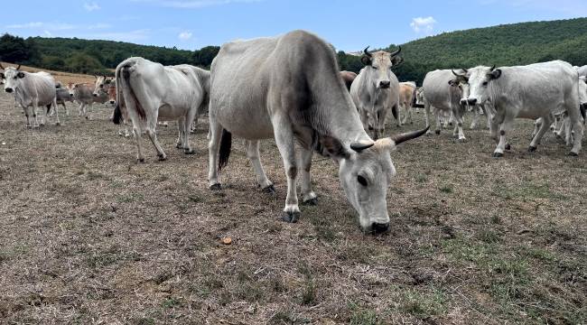 5 hayvanla başladı, sanayi kentinde yetiştiriyor: Özelliği ne?