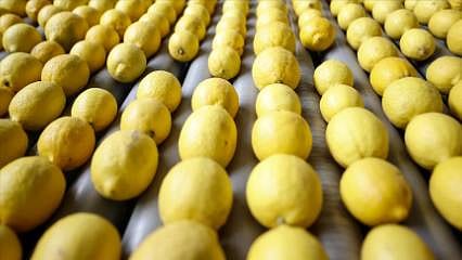 Limon ihracatı yarından itibaren geçici olarak durdurulacak