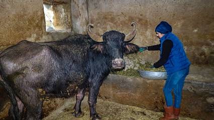 Iğdır'da manda sayısı geçen yıla oranla yüzde 80 arttı