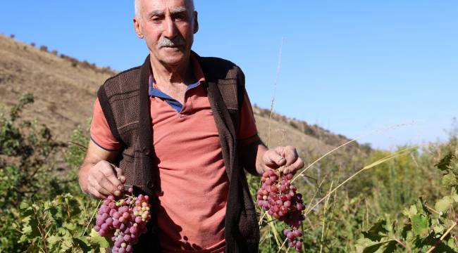 ÜZÜM VE CEVİZ HASADININ ARDINDAN