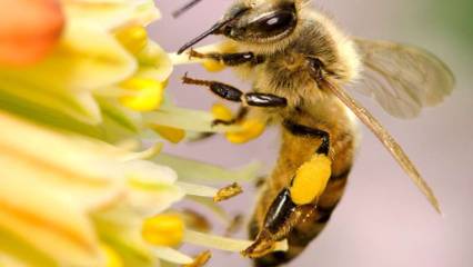 Arı ölümleri neden artıyor?