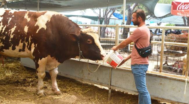 Satışa çıkarıldı: Kilosu ve fiyatı görenleri şaşırtıyor