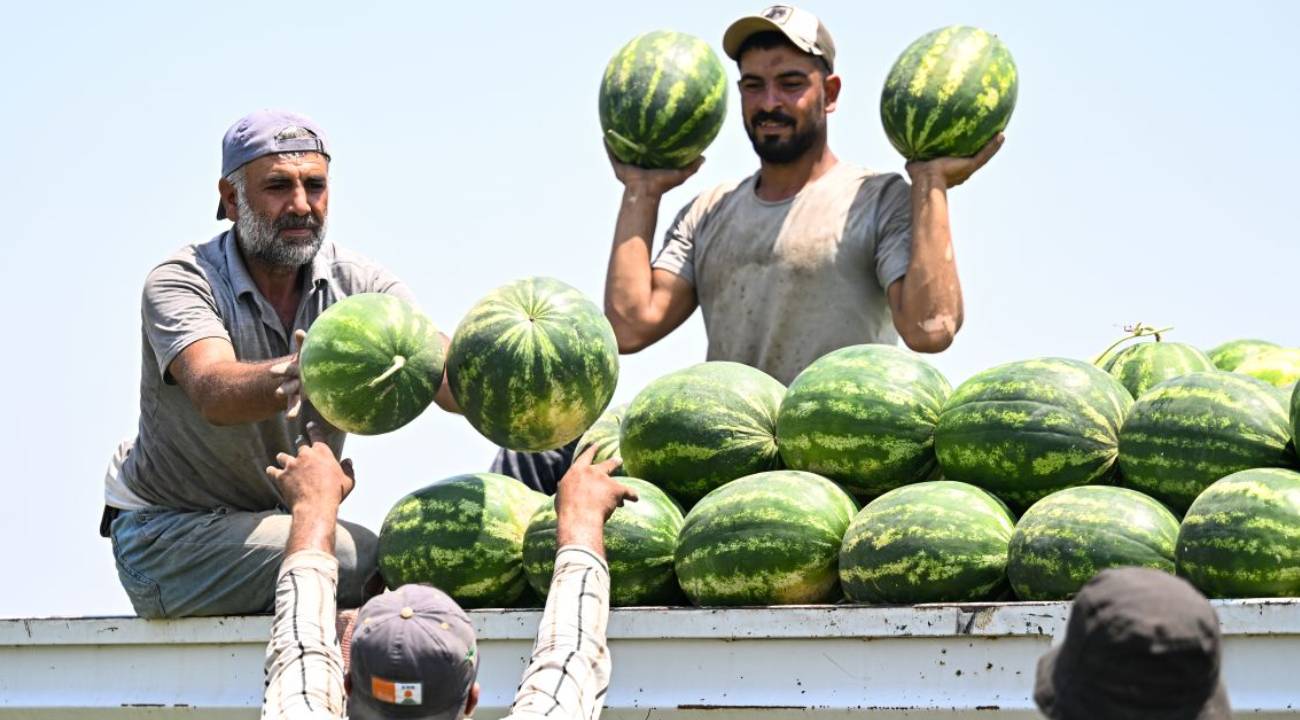 Kentte karpuzun kilogram fiyatı tarlada 7 liraya düştü
