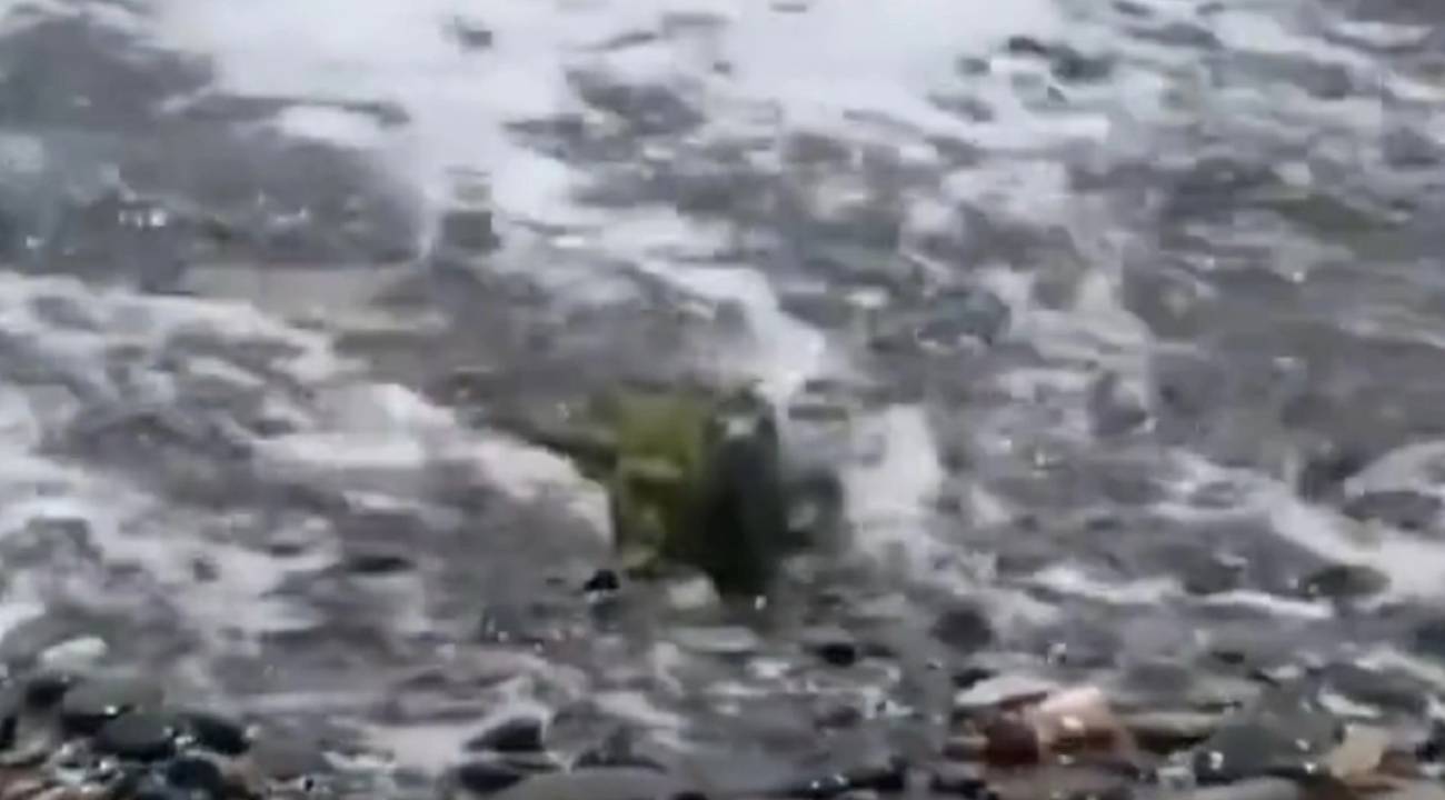 'Ege'de Komodo ejderi görüldü' iddiasına açıklama geldi