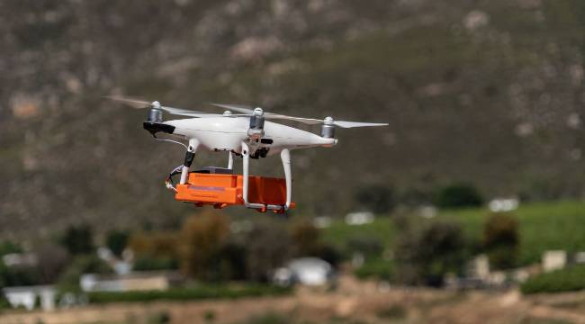 Drone'la tarlaya yırtıcı eşek arıları bırakılıyor: Peki, neden?