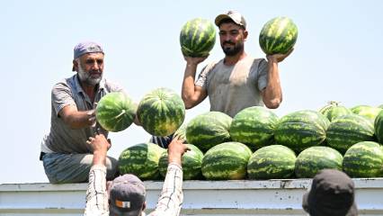 Kentte karpuzun kilogram fiyatı tarlada 7 liraya düştü