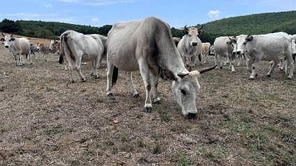 5 hayvanla başladı, sanayi kentinde yetiştiriyor: Özelliği ne?