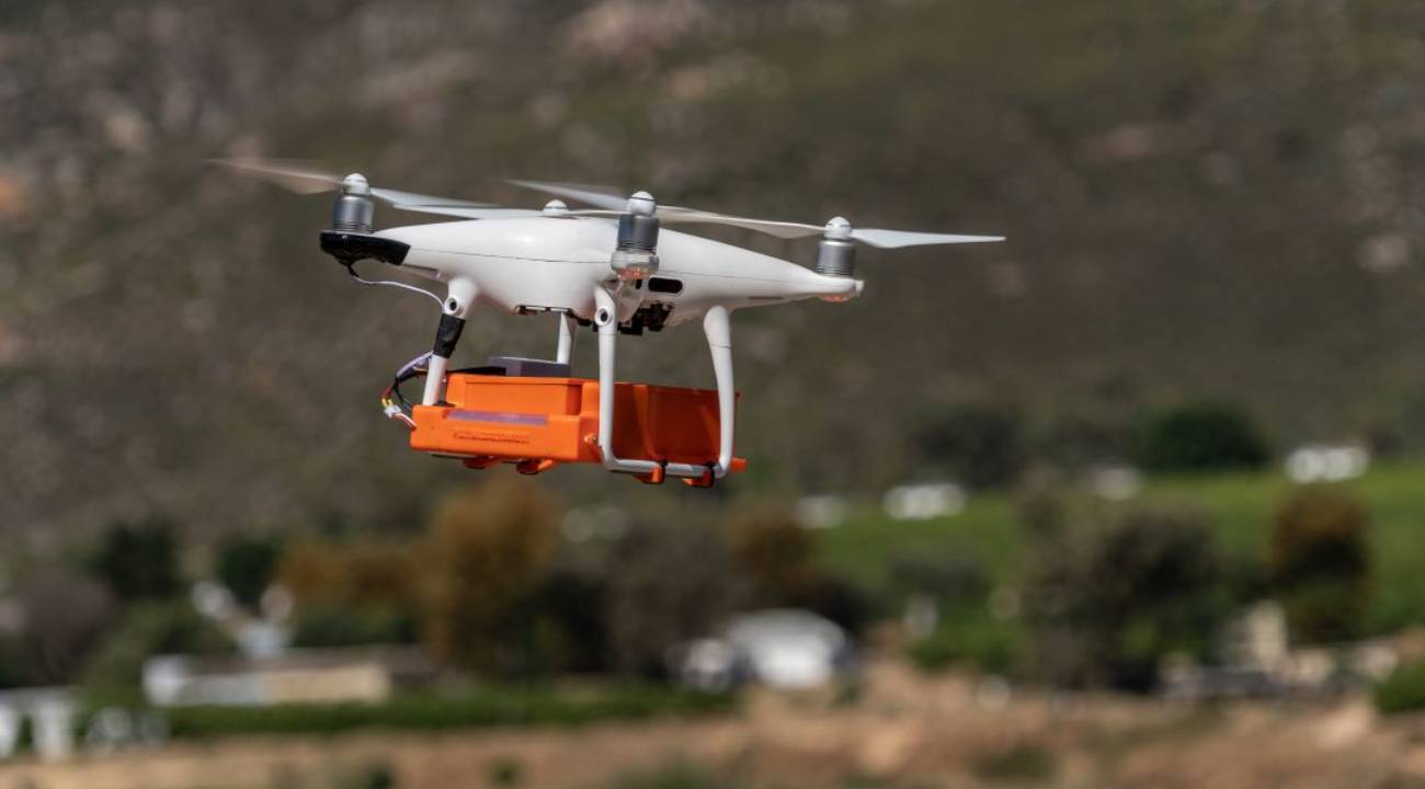 Drone'la tarlaya yırtıcı eşek arıları bırakılıyor: Peki, neden?