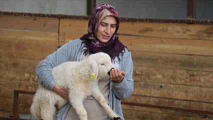 20 hibe koyunla başladı, 400'e çıktı
