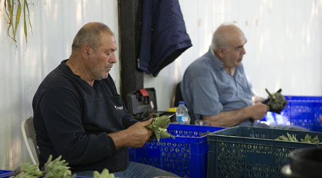 Kendisi de günde 1000 enginar soyuyor