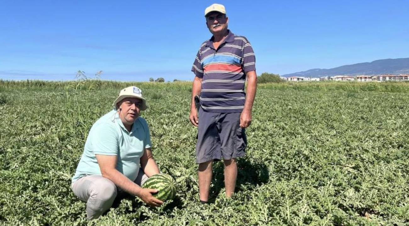 Kabağa aşılı karpuzlar rağbet görmedi