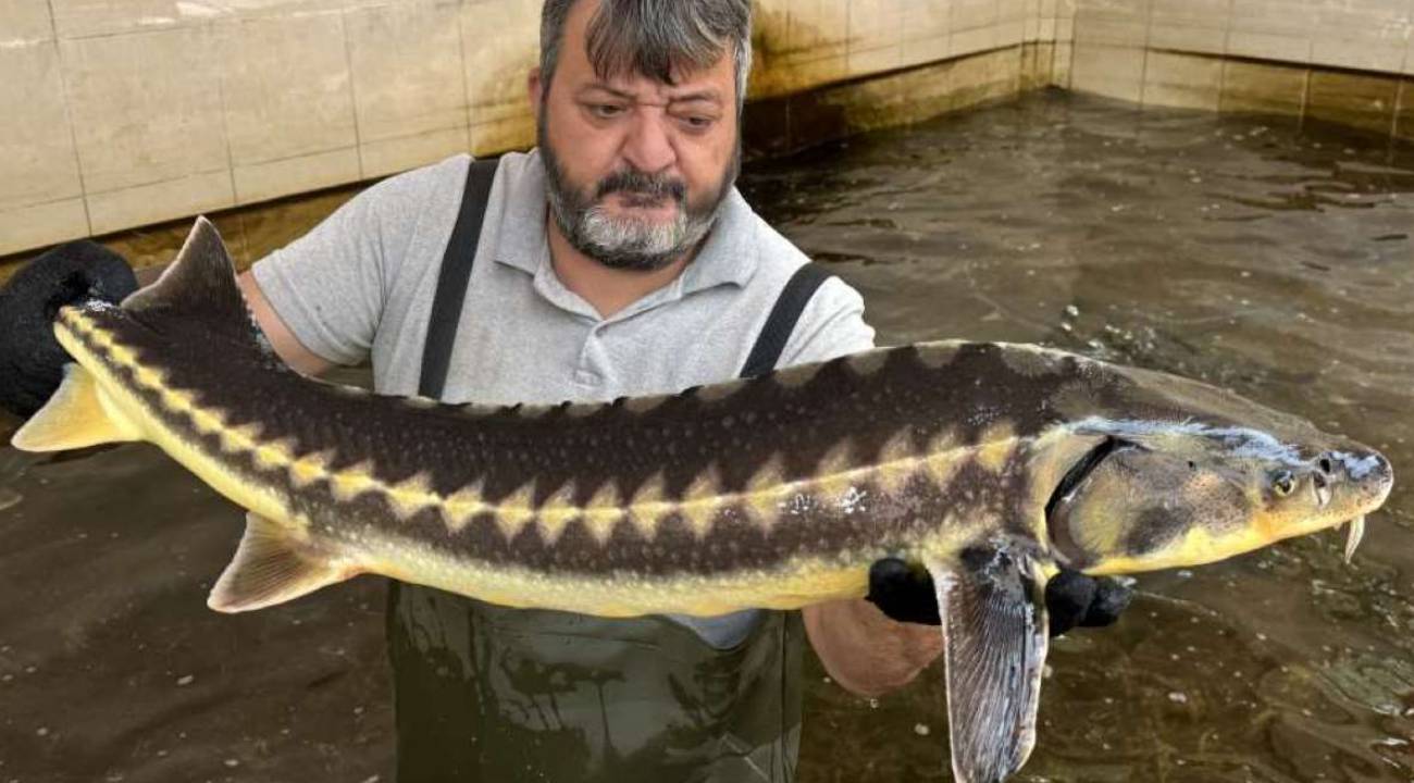 Geçmişi 250 milyon öncesine dayanıyor: Bolu'daki tesiste ilk kez üretimi yapıldı