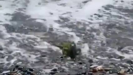 'Ege'de Komodo ejderi görüldü' iddiasına açıklama geldi
