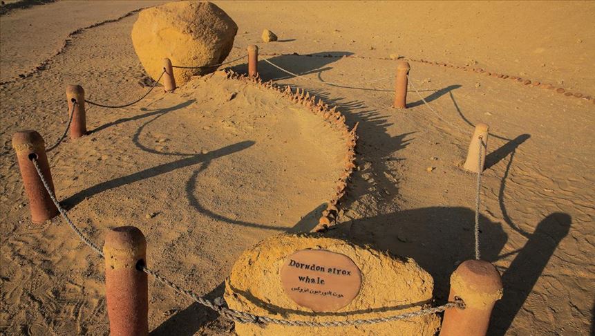 Dünyanın en ilginç yerlerinden: Çöldeki balinalar...-1