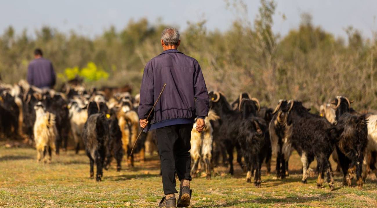 Orman yangınlara karşı koyun, keçi, çoban önerisi