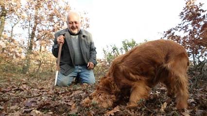 İki köpeği ile buluyor; kilosu 40-70 euroya satılıyor