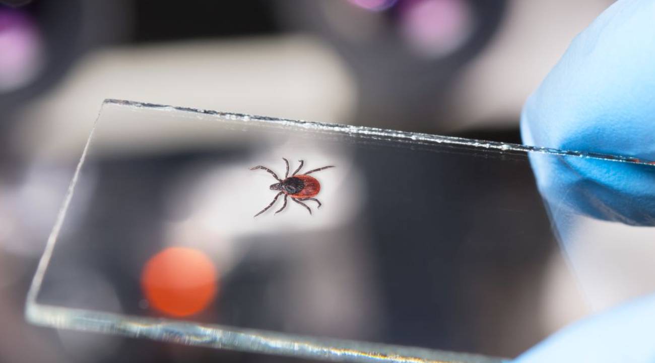 Kenenin üzerine kolonya dökmek doğru mu? Bir uzman yanıtlıyor