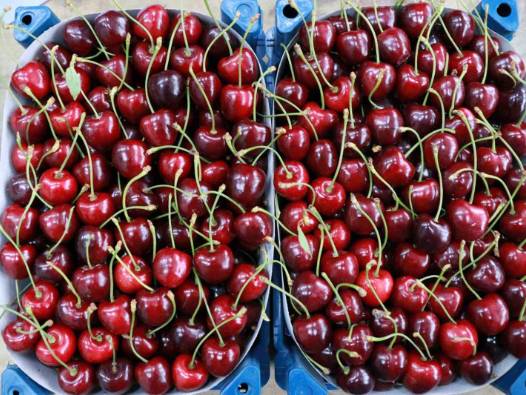 Ünü ilçeden dünyaya yayılan kirazda sezon sancılı geçiyor
