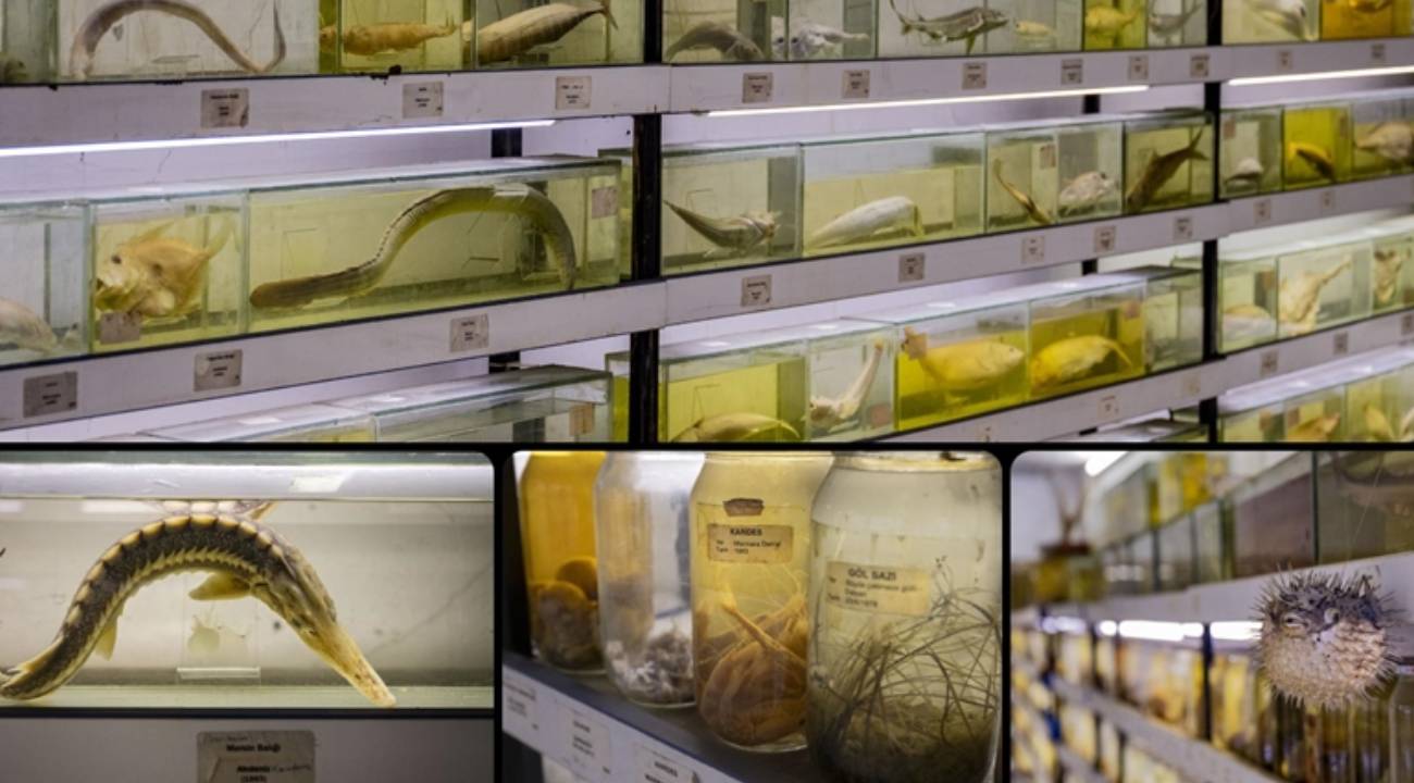 Türkiye'nin denizlerinde kaç balık türü yaşıyor?