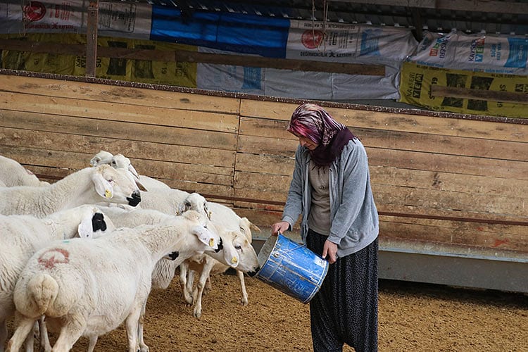 20 hibe koyunla başladı, 400'e çıktı-2