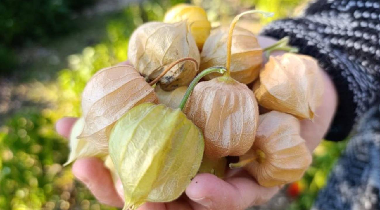Bahçelerinde yetiştiriyorlar: 100 gramı 50 lira