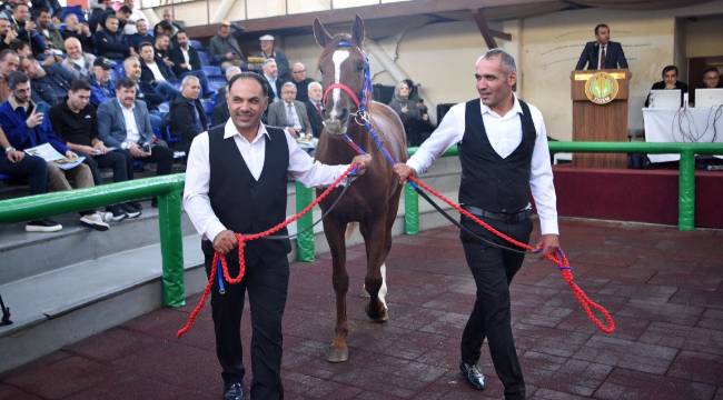 YILIN SON ELİT TAY SATIŞI