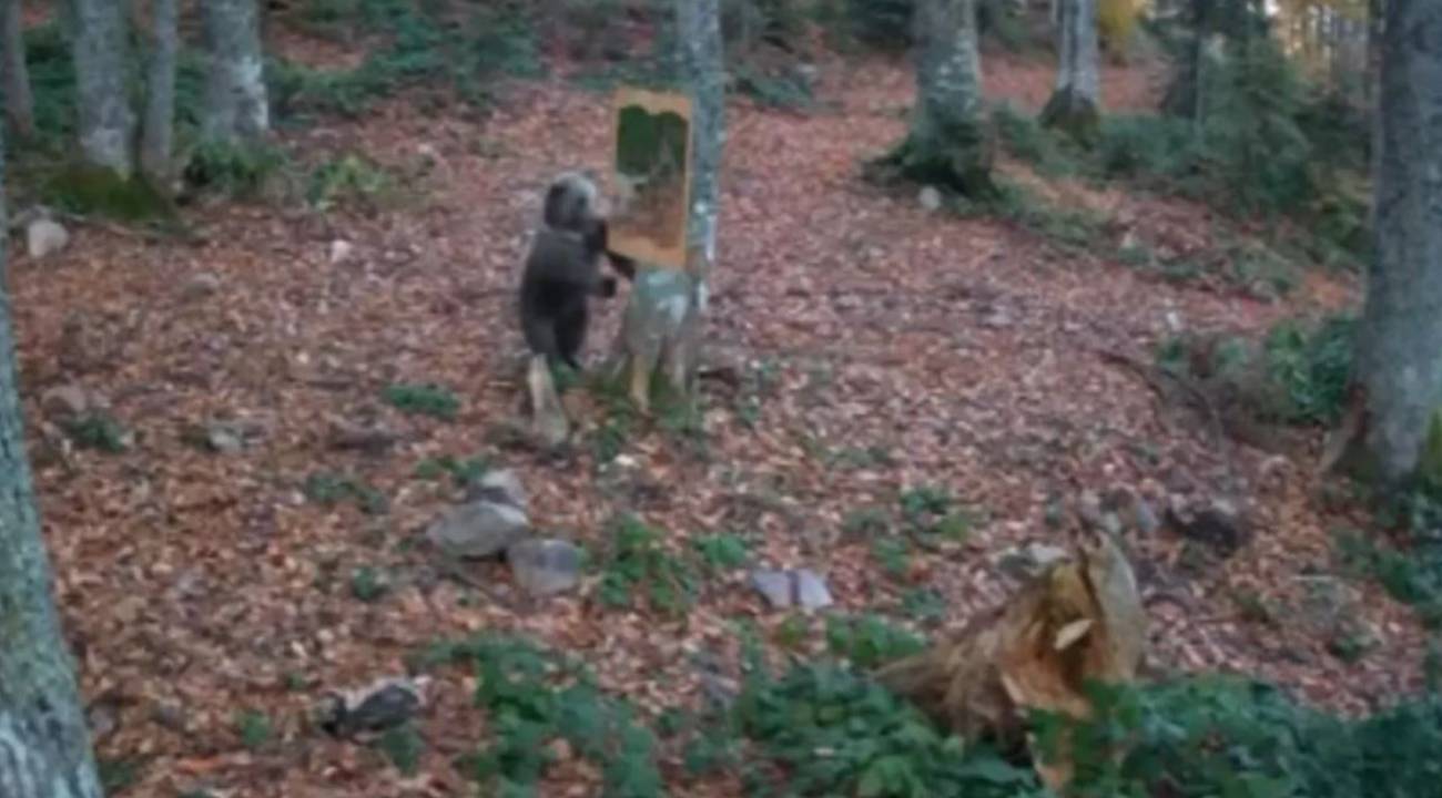 Bakanlık paylaştı: Ayının ayna ile imtihanı