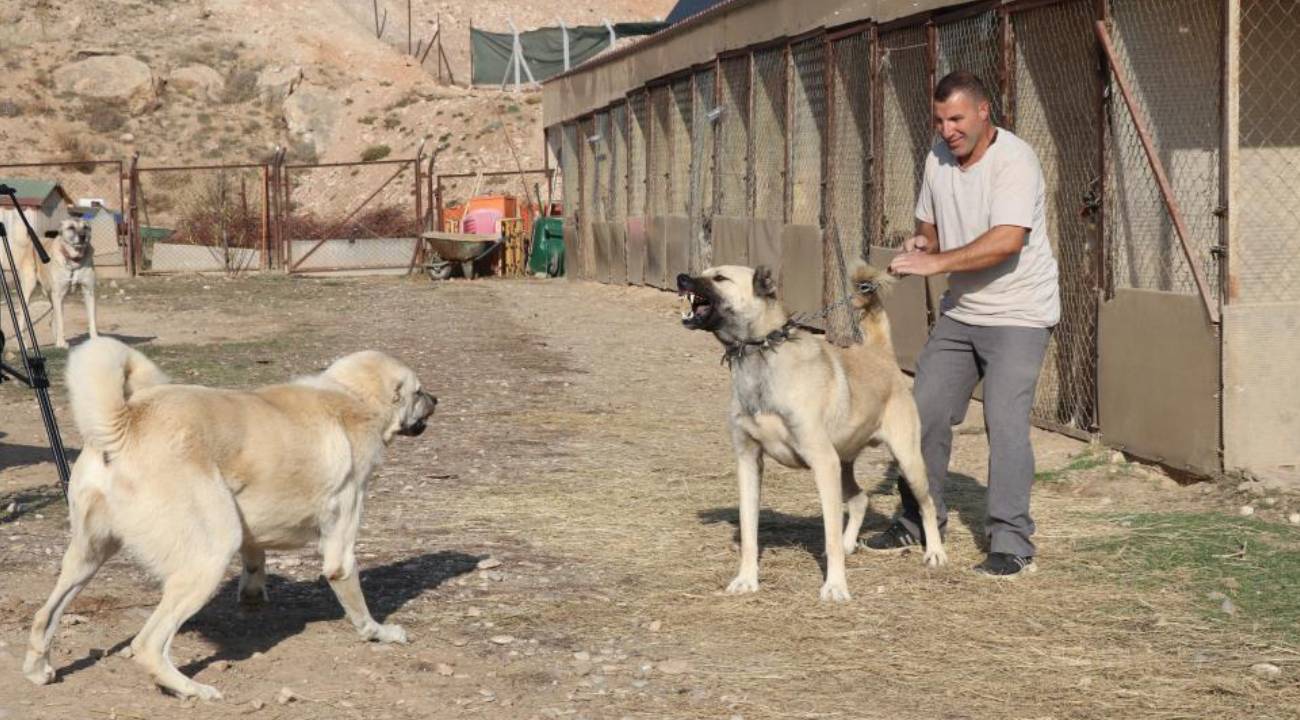 Bir kangal yetiştiricisine göre kurtların yerleşim yerlerine inmesi bir uyarı