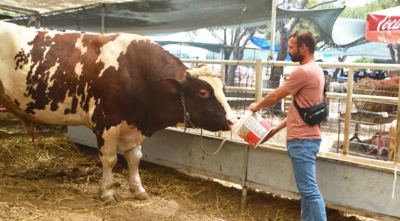 Satışa çıkarıldı: Kilosu ve fiyatı görenleri şaşırtıyor