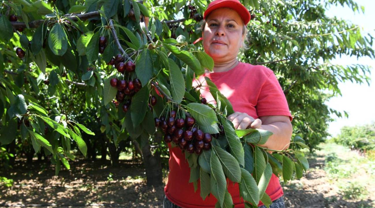 Tanesi 22 grama kadar çıkıyor: Bu sene fiyatlar yüksek