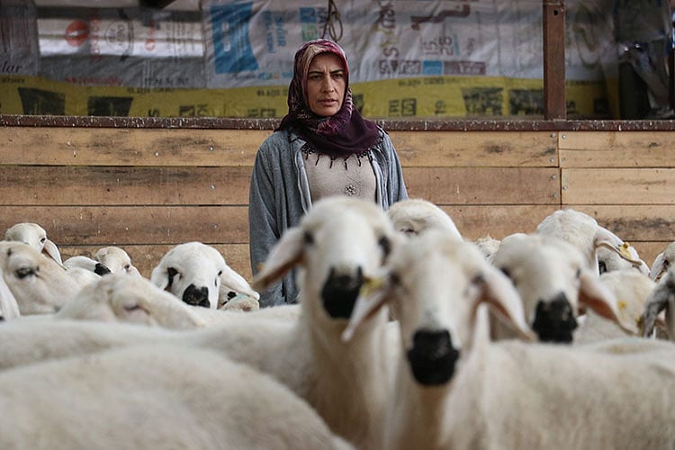 20 hibe koyunla başladı, 400'e çıktı-1