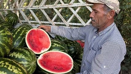 Toptan fiyatı üreticiyi kara kara düşündürüyor