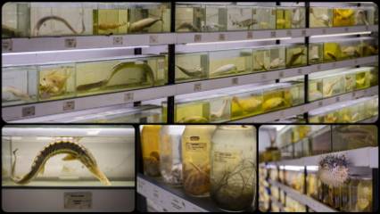 Türkiye'nin denizlerinde kaç balık türü yaşıyor?